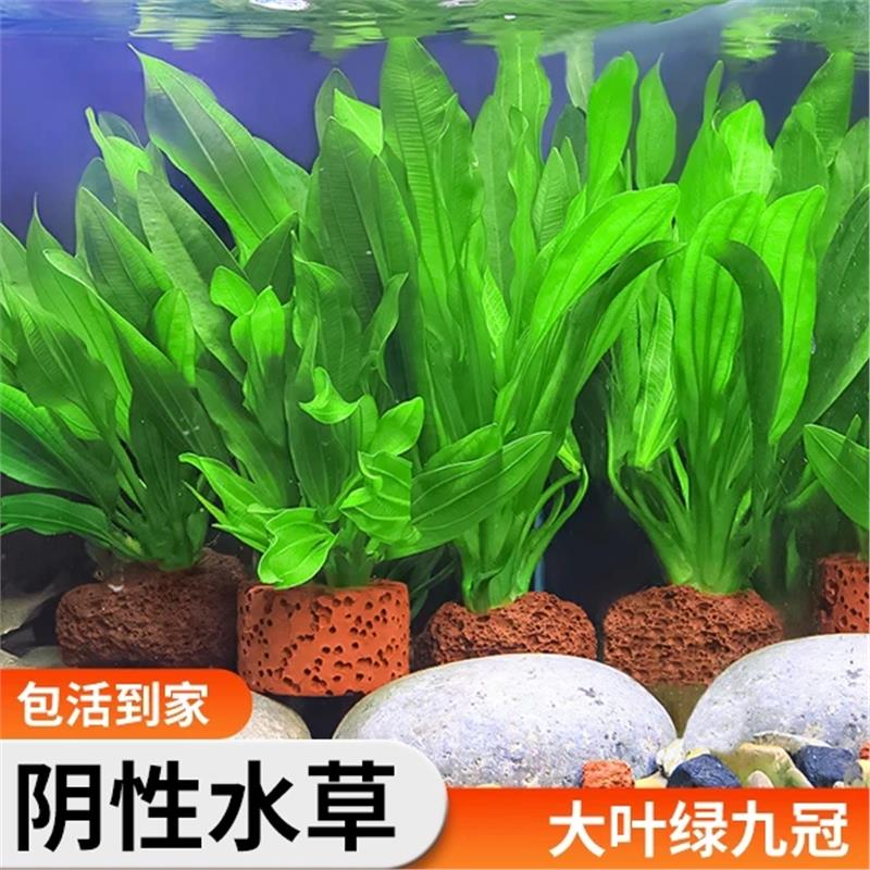 水草植物鱼缸造景大九冠阴