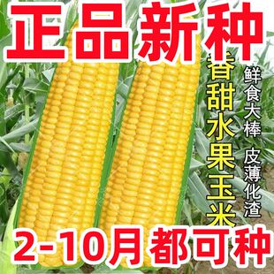 可生吃水果玉米种子超甜超大棒玉米大田高产早熟春秋四季甜玉米籽