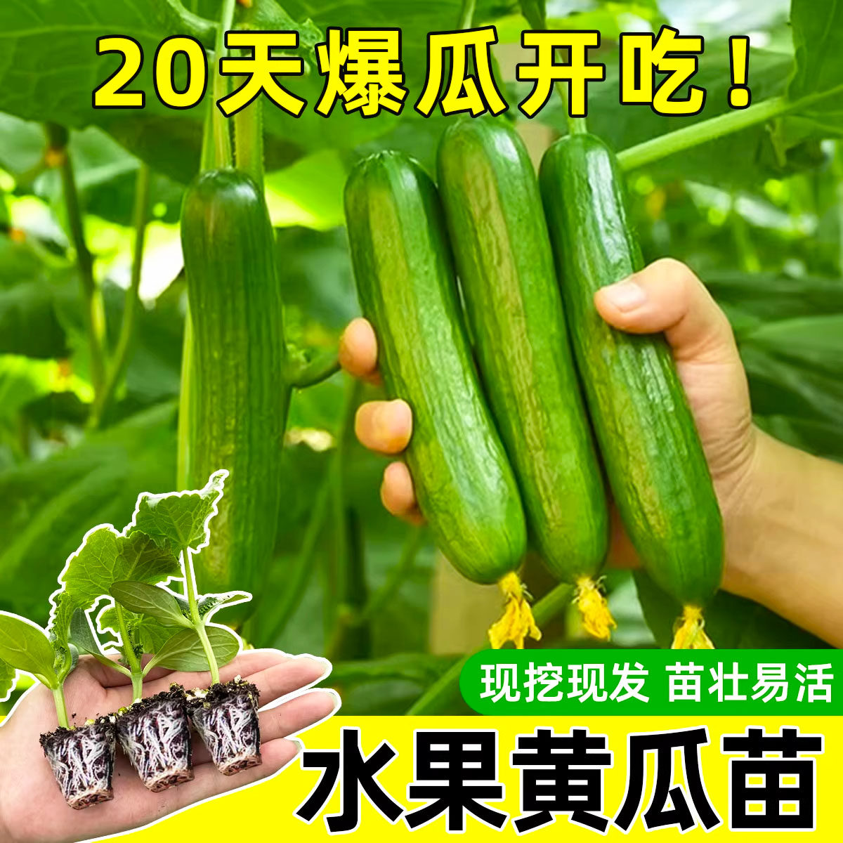 水果黄瓜苗秧四季种子阳台番茄秋季蔬菜苗秧苗盆栽南方小青瓜旱瓜,鲜花速递/花卉仿真/绿植园艺,种苗/半成品盆栽,淘宝优惠券,粉丝福利购,淘宝优惠卷