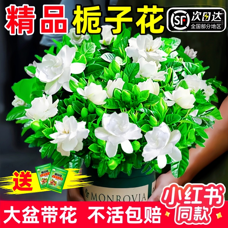 栀子花盆栽花卉植物室内绿萝水培