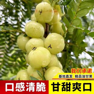 潮汕嫁接崩坎狮头特级甜种油甘树柿饼甜油柑树苗出口品质四季结果