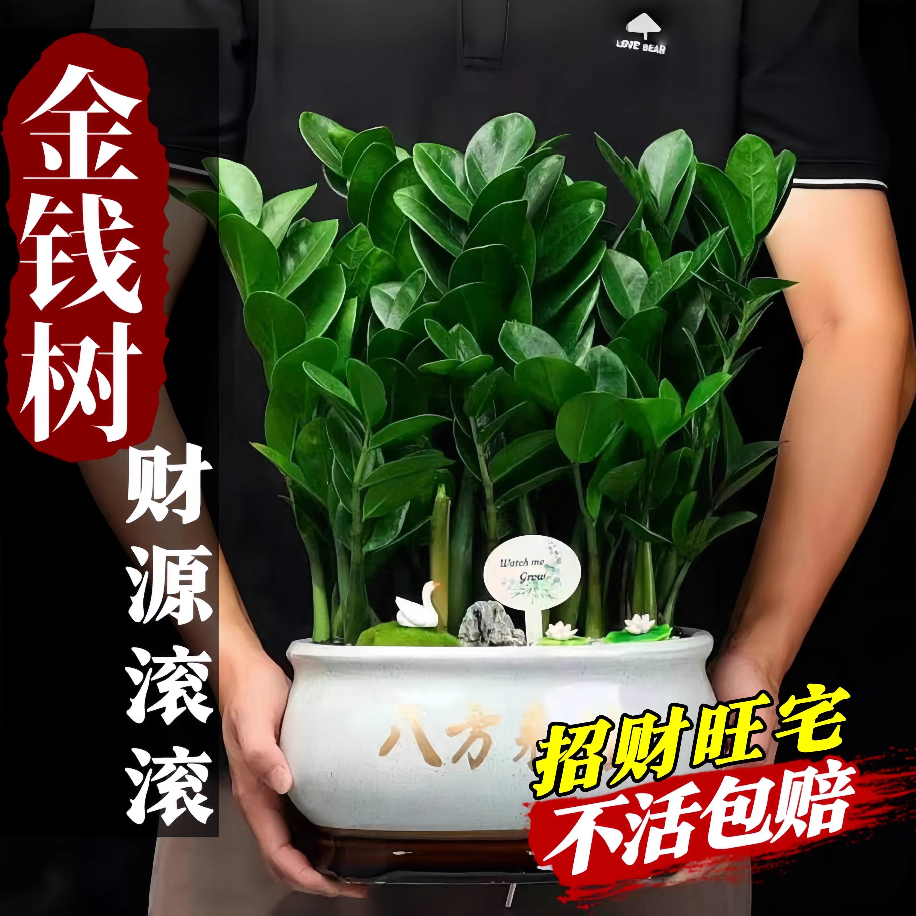 金钱树盆栽客厅大棵摆件圆叶招财旺宅绿植花卉室内水培植物发财树,鲜花速递/花卉仿真/绿植园艺,大型绿植/成品组合盆栽,淘宝优惠券,粉丝福利购,淘宝优惠卷