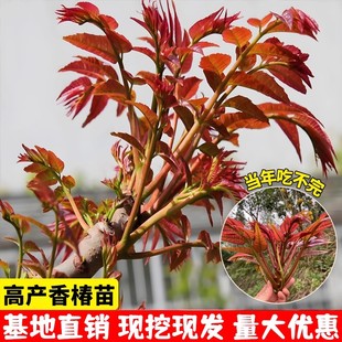 红油香椿树苖正宗矮化食用香春树苗南北方种植树苗地栽盆栽当年摘