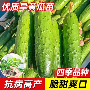 旱黄瓜苗东北老秋黄瓜秧苗蔬菜籽种四季高产水果小黄瓜阳台盆栽