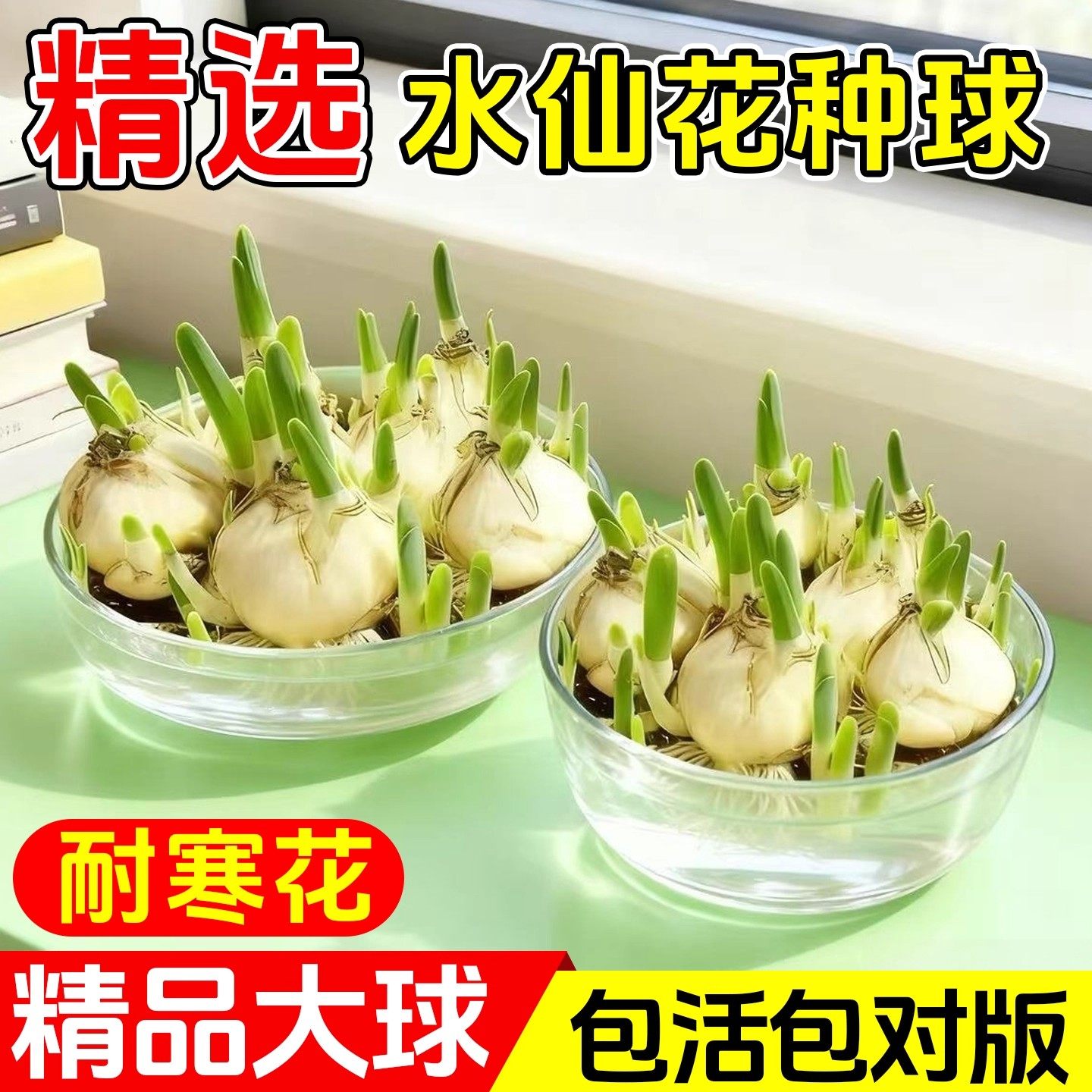 水仙花种球时令草本花卉特大漳州重瓣水仙花水培盆栽花卉四季易活