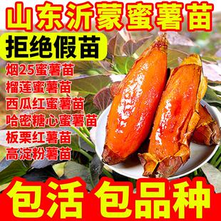 红薯苗秧山东烟薯25号蜜薯红薯苗种榴莲糖心西瓜红哈密紫薯地瓜苗