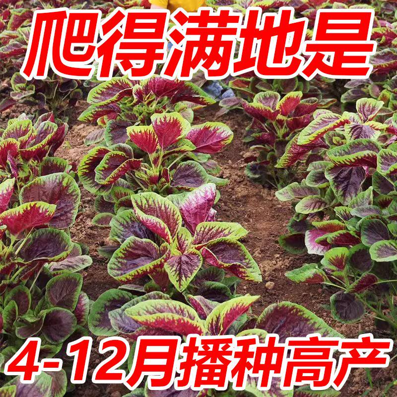 红柳叶苋菜种籽四季老品种圆叶野菜苋菜种孑阳台种植盆栽蔬菜种子