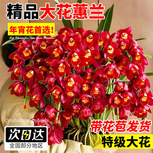 大花蕙兰花盆栽带花苞鲜切花办公室内好养活四季常青绿植年宵花卉