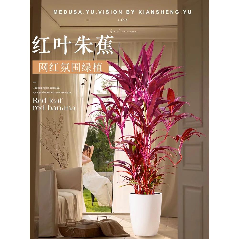 红叶朱蕉客厅绿植大型室内盆栽网红植物落地办公室四季常青好养