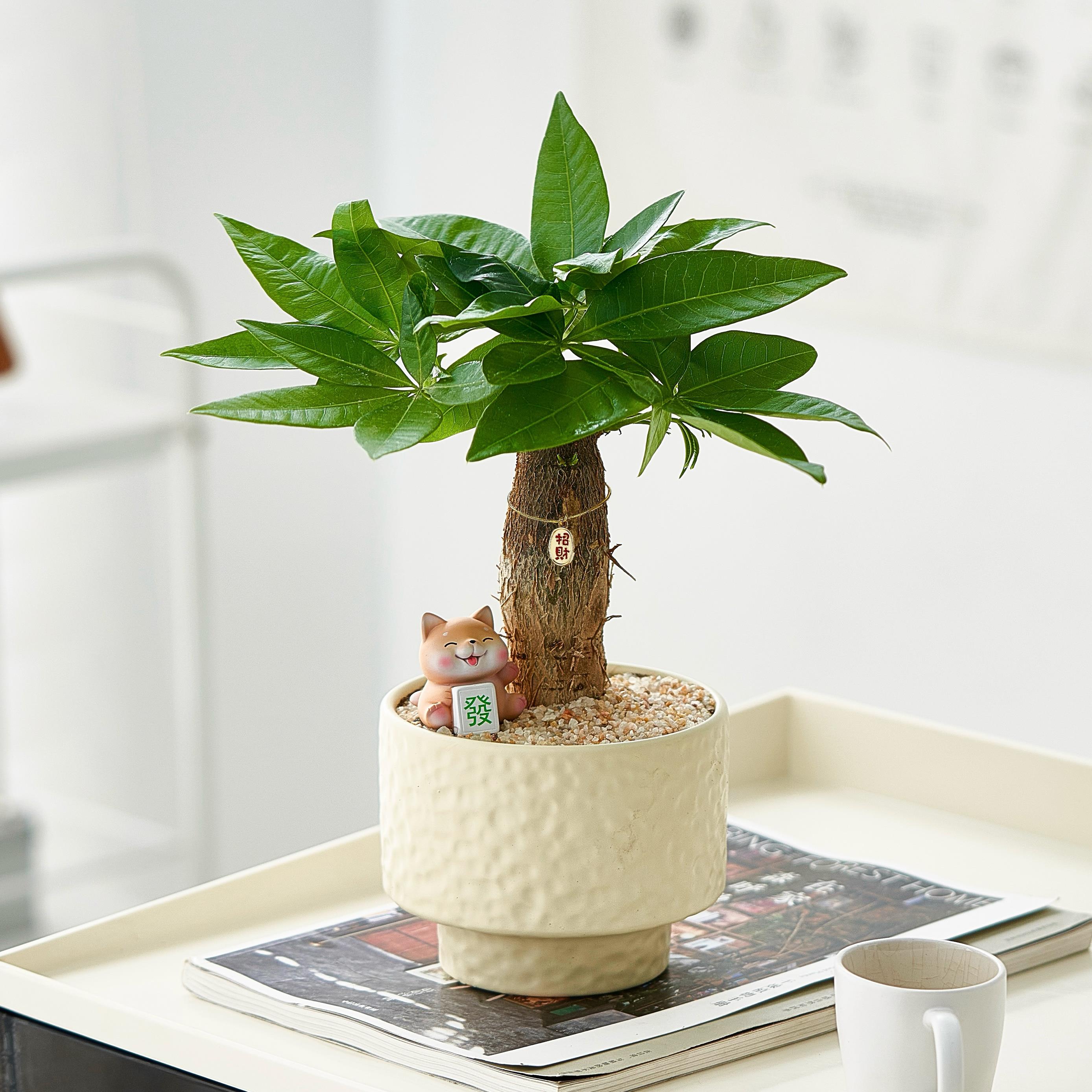 【旺宅发财】新家发财树盆栽办公室内桌面绿植摆件玄关茶几植物