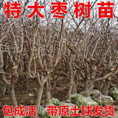 特大枣树活苗带土球当年结果超甜沾化冬枣庭院地载嫁接大枣树果苗