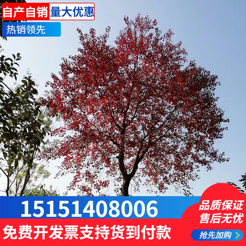 基地 三角枫大树 丛生三角枫树苗 绿化风景树 8-30公分粗大树