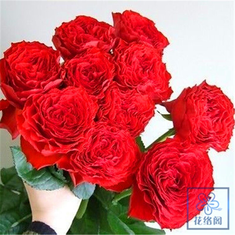 欧月 品种月季 初夜 正红色大花月季波浪边红舞裙有革质的光泽