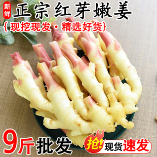 嫩姜姜芽仔姜新鲜包邮五斤小嫩姜芽鲜姜山东生姜醋泡姜红芽姜牙仔