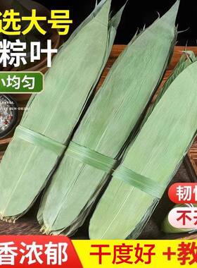 端午节天然干粽叶粽子叶包粽子家庭装麻竹叶非箬叶可送绳子