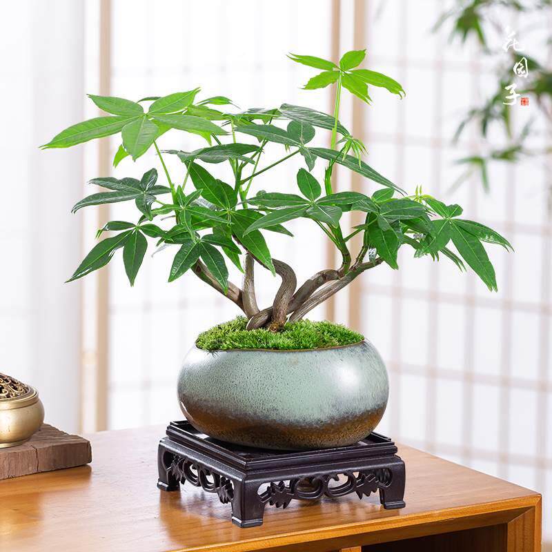 五福发财树盆栽植物室内客厅禅意招树盆景办公室桌财面好养植绿