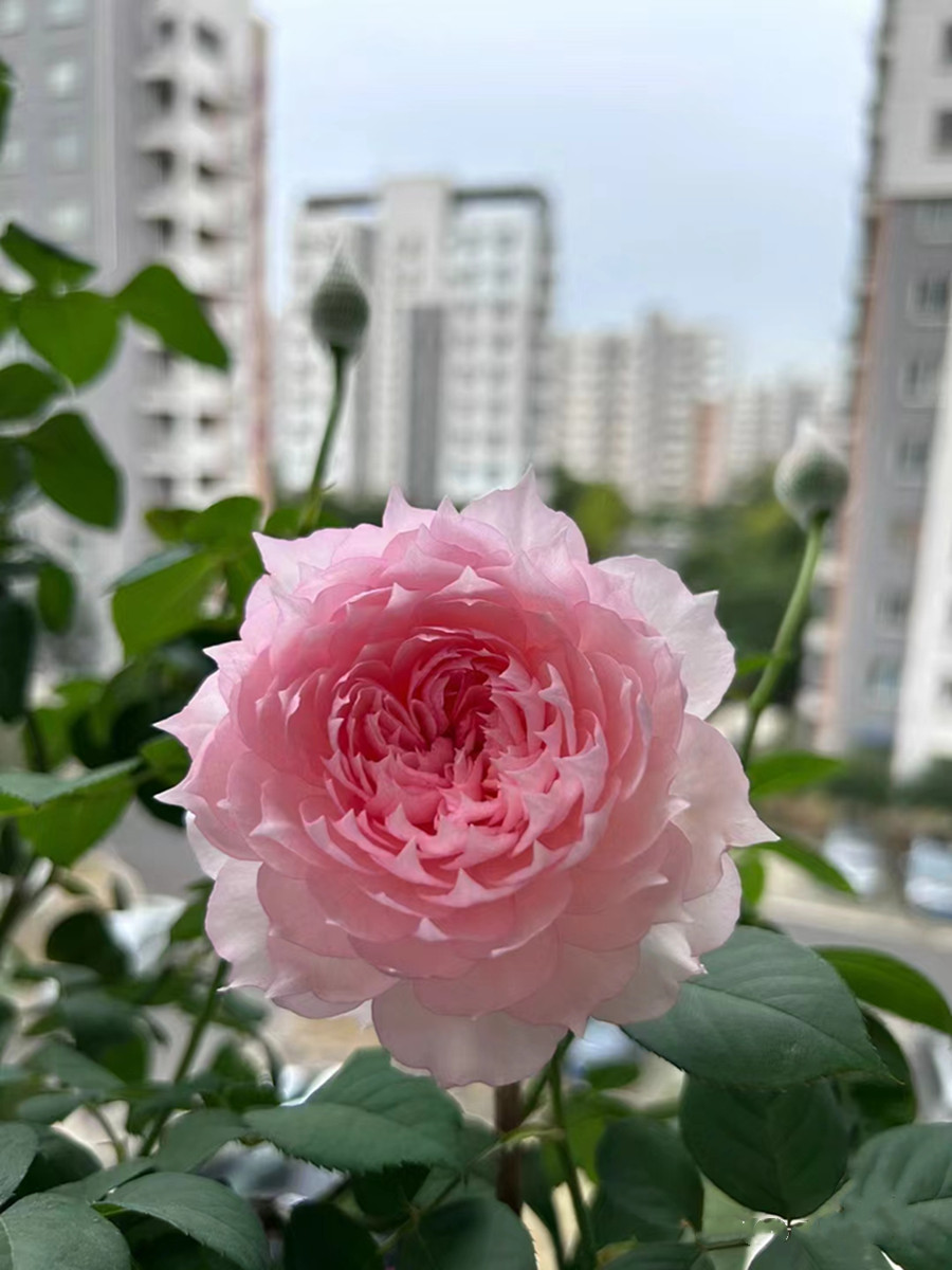 莫妮卡戴维月季花苗大花浓香开花美人尖粉色玫瑰四季盆栽地栽花卉