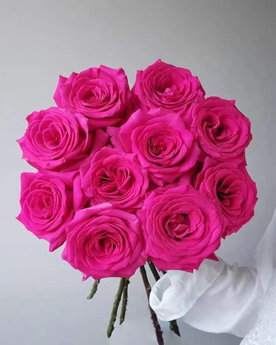 弗洛伊德阳台月季玫瑰花苗