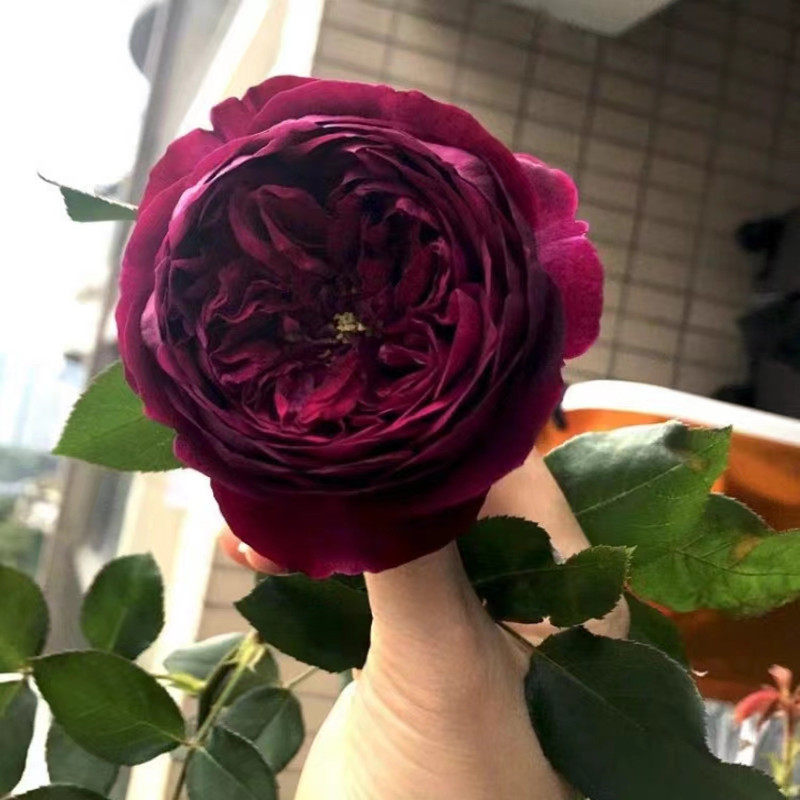 皇宫月季玫瑰花盆栽暗黑色系花香浓郁阳台庭院大花月季苗多季开花
