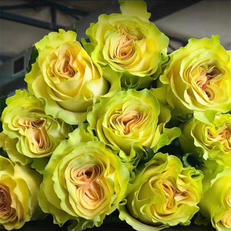 琉璃翠切花玫瑰花苗庭院阳台