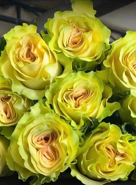 新品琉璃翠切花玫瑰花苗庭院阳台室内月季花卉渐变绿色多季开花