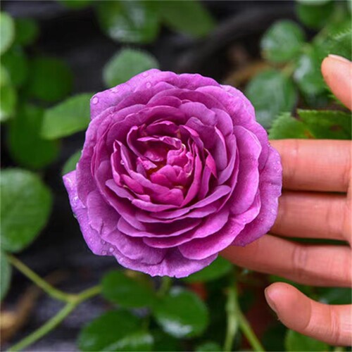 比利时大花浓香月季花苗蓝紫浓香