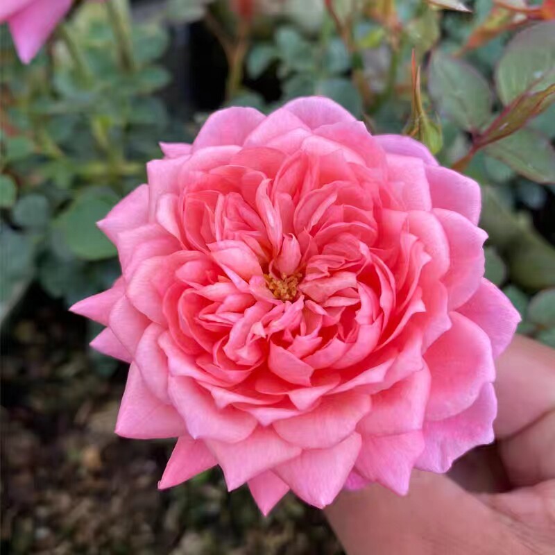 铃之妖精阳台微型月季花苗多头群开浓香耐晒四季玫瑰花卉盆栽大苗
