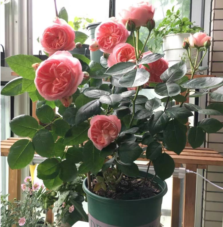 诺娃阳台月季花苗阳台香味蛙鱼色盆栽大花四季花卉扦插新品勤花