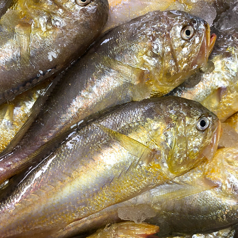 【不含冰衣】舟山新鲜梅童鱼梅子鱼大头宝东海捕捞肉鲜约18条/1斤