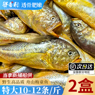 【不含冰衣】舟山新鲜梅童鱼特大梅子鱼大头宝东海捕捞冷冻肉鲜
