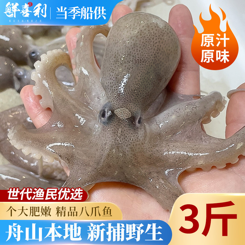 【3斤当季新捕船供】舟山八爪鱼