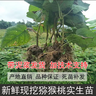 新鲜现挖猕猴桃实生苗猕猴桃苗原生猕猴桃树苗直生猕猴桃树苗