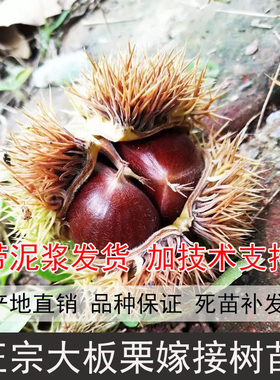 新鲜现挖四川大板栗树苗栗子