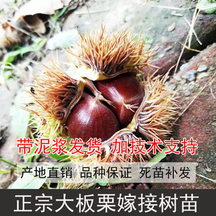 四川大板栗树苗栗子苗板栗苗板栗树大板栗良种板栗树苗板栗嫁接苗