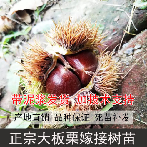 新鲜现挖四川大板栗树苗栗子