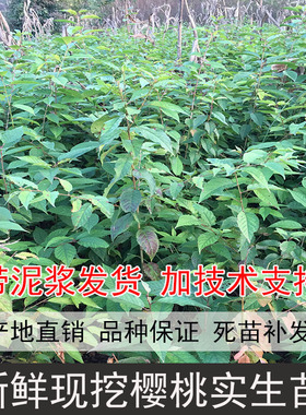 新鲜现挖樱桃实生苗大青叶樱桃苗樱桃直生苗原生樱桃苗毛樱桃树苗