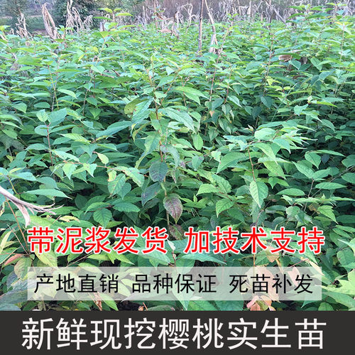 新鲜现挖樱桃实生苗大青叶樱桃苗樱桃直生苗原生樱桃苗毛樱桃树苗