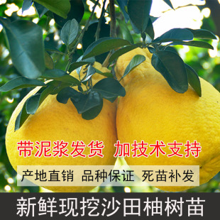 四川脆香甜柚子树苗红心柚子树苗沙田柚苗柚子树嫁接三红柚蜜柚苗