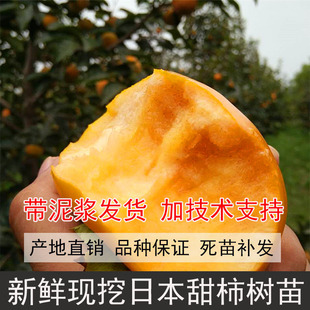 柿子树苗无核日本甜柿树苗大秋柿子树脆柿柿子苗树太秋柿子苗嫁接