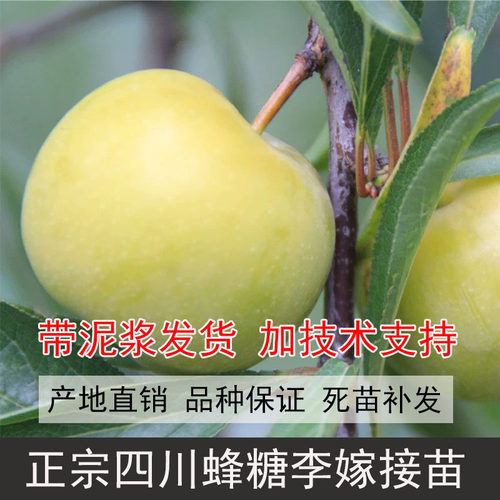 四川蜂糖李子树苗冰糖冰脆李蜂蜜