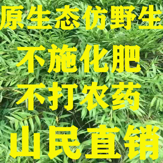 铁皮石斛枫斗生态绿色营养滋补保健食饮品中草药材煲汤泡酒料药膳