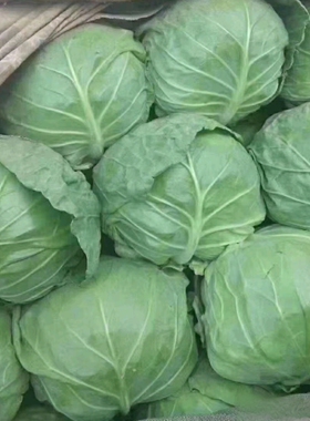 扁包菜新鲜现摘现发蔬菜圆绿紫色甘蓝莲卷心菜包心菜批发 5斤包邮