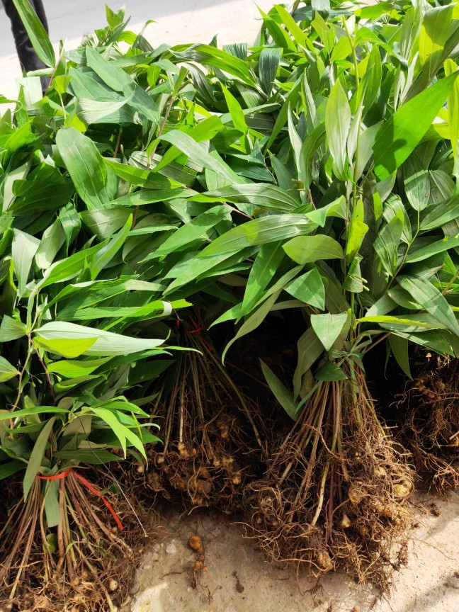 黄精苗/棵（10棵起拍）甜黄精药食同源滋补保健中草药材种子小苗