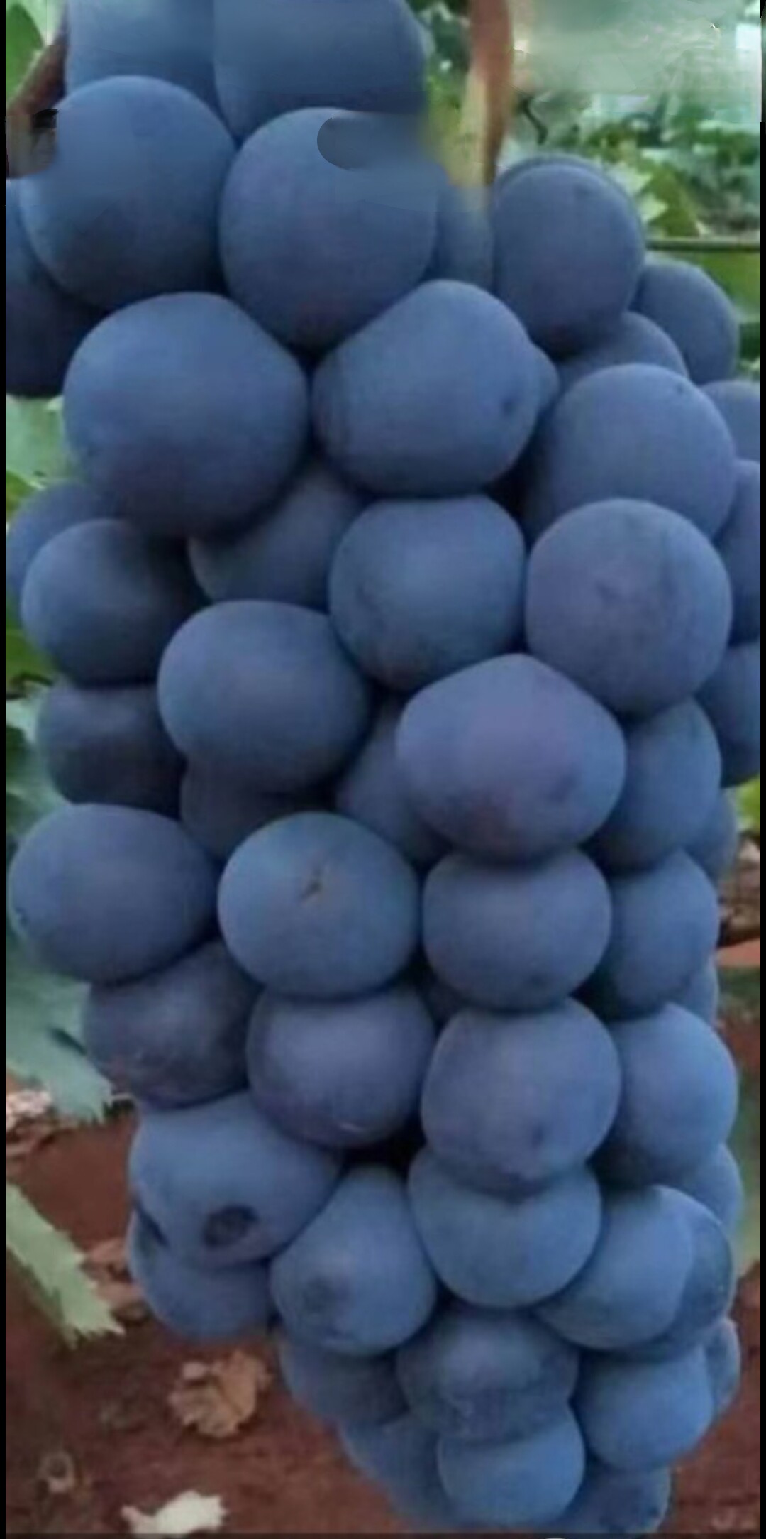 蓝钻葡萄苗早熟无核巨峰黑皇阳光玫瑰蓝宝石花卉水果树种子苗盆栽