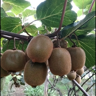 陕西周至特产地现摘现直发仿野生新鲜猕猴桃当季药食同源水果食品