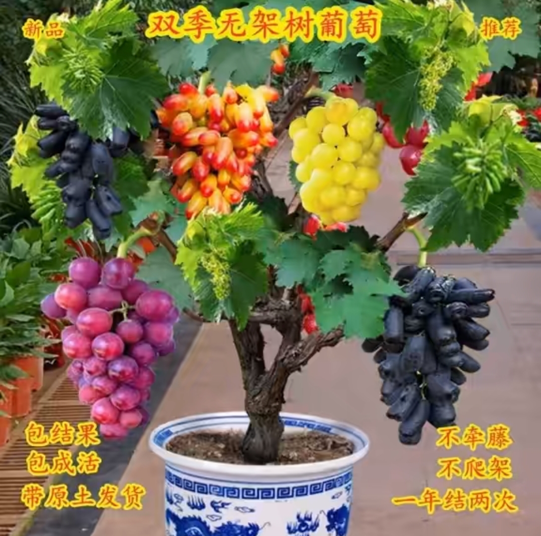 一树多果葡萄苗当年结挂花卉水果树苗盆栽蓝宝石阳光玫瑰浪漫红颜