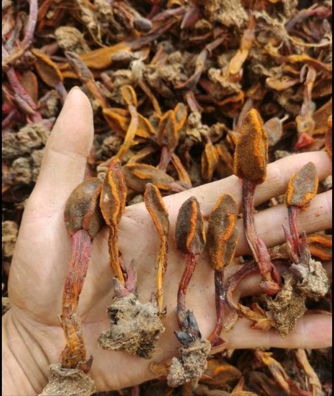 回春草不老草顶天柱还阳草肉苁蓉锁阳泡酒滋补益固肾精气中草药材