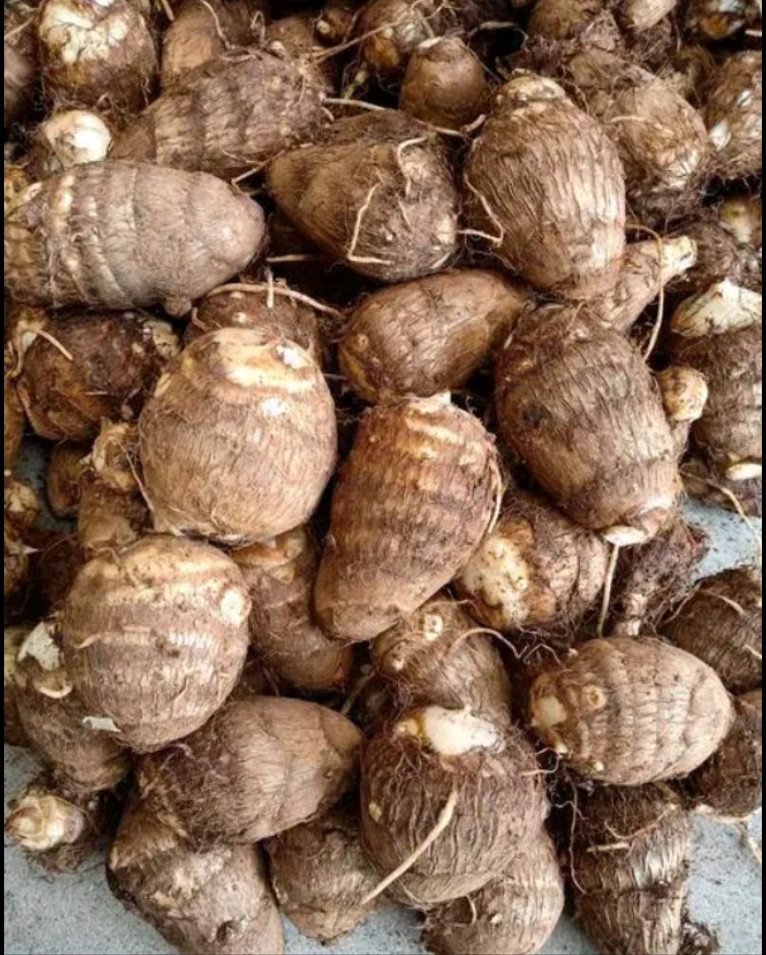 【满5斤包邮】新鲜毛芋子非芋头现挖现发 软糯小香芋口感好易煮熟