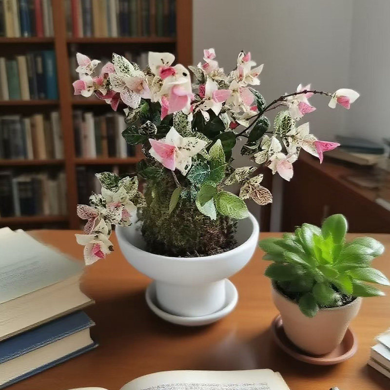 水培植物花叶络石苔藓球植物桌面水养盆景室内好养造型绿植盆栽