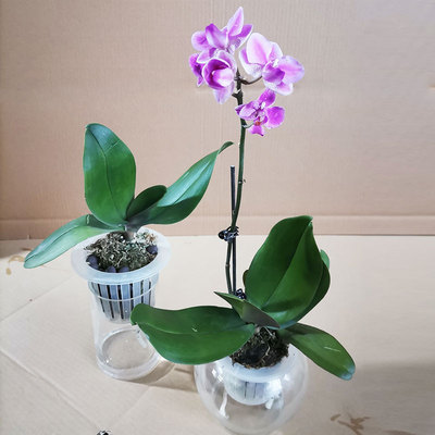 水培植物好养蝴蝶兰桌面水养绿植